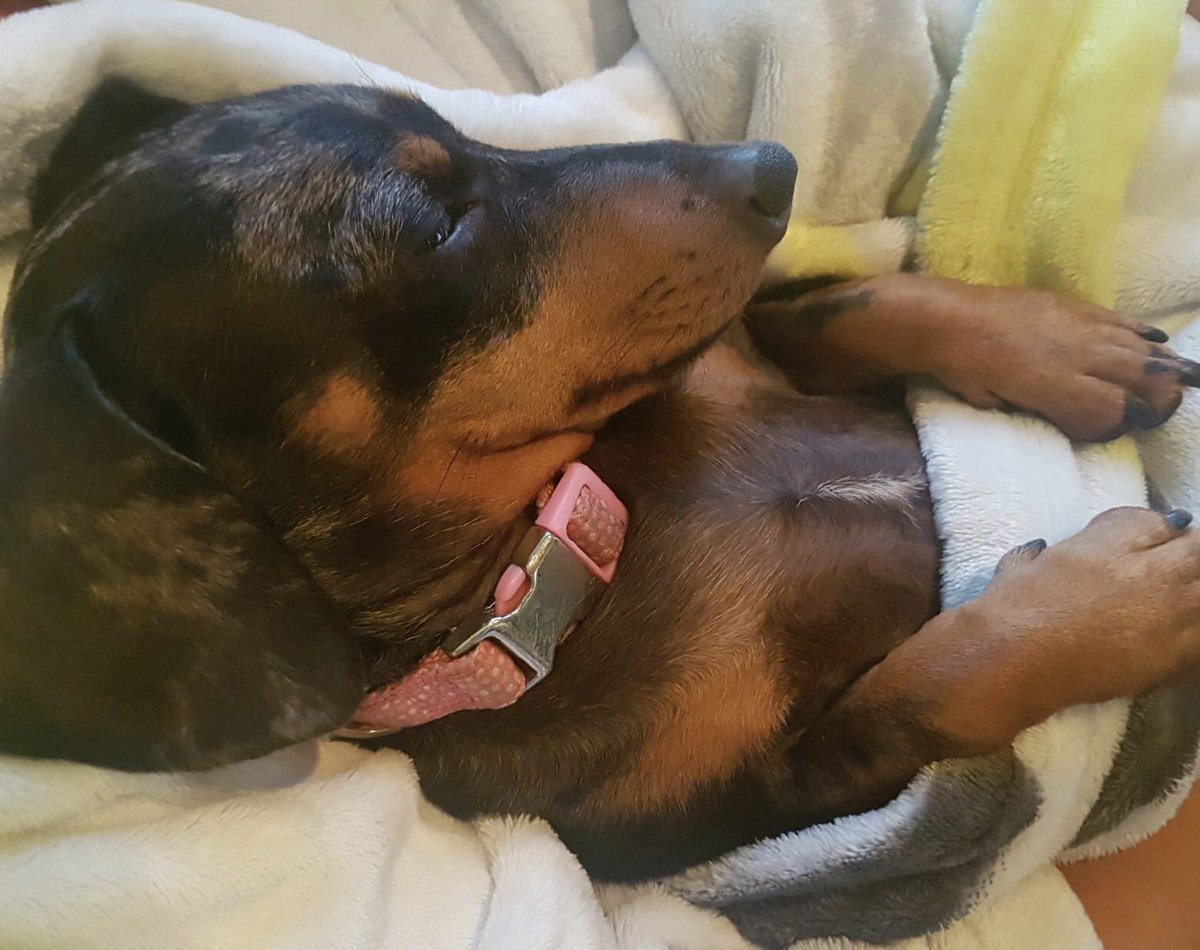 smjohns1's tweet photo. Tucked in on the couch and ready for mum to watch TV while I sleep! @DachshundAu https://t.co/MHhJ3GtRan
