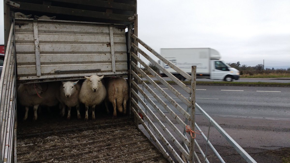 SheepLeepLtd's tweet photo. Trailering sheep today. For extra excitement, loading on the side of a dual carriageway. #sheep365 #HopeMyInsuranceCoversThis #HiSpeedSheep https://t.co/nVoYOn7fow