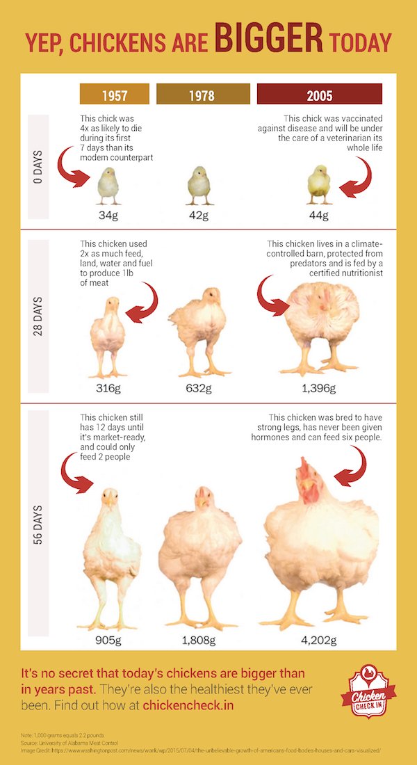 boerbewust's tweet photo. Alvast voor @kassa_vara voor vanavond, #fokkerij zorgt voor sterkere gezondere dieren. #BoerBewust https://t.co/MdF8tuKV1a