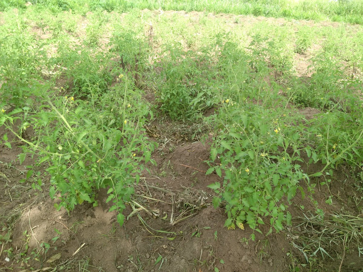 wilicino's tweet photo. If you have a large compound, don't have it all covered up. Cultivate tomatoes, pepper or other vegetables. Cropping is fun 'n food https://t.co/j3hTYuyeJK