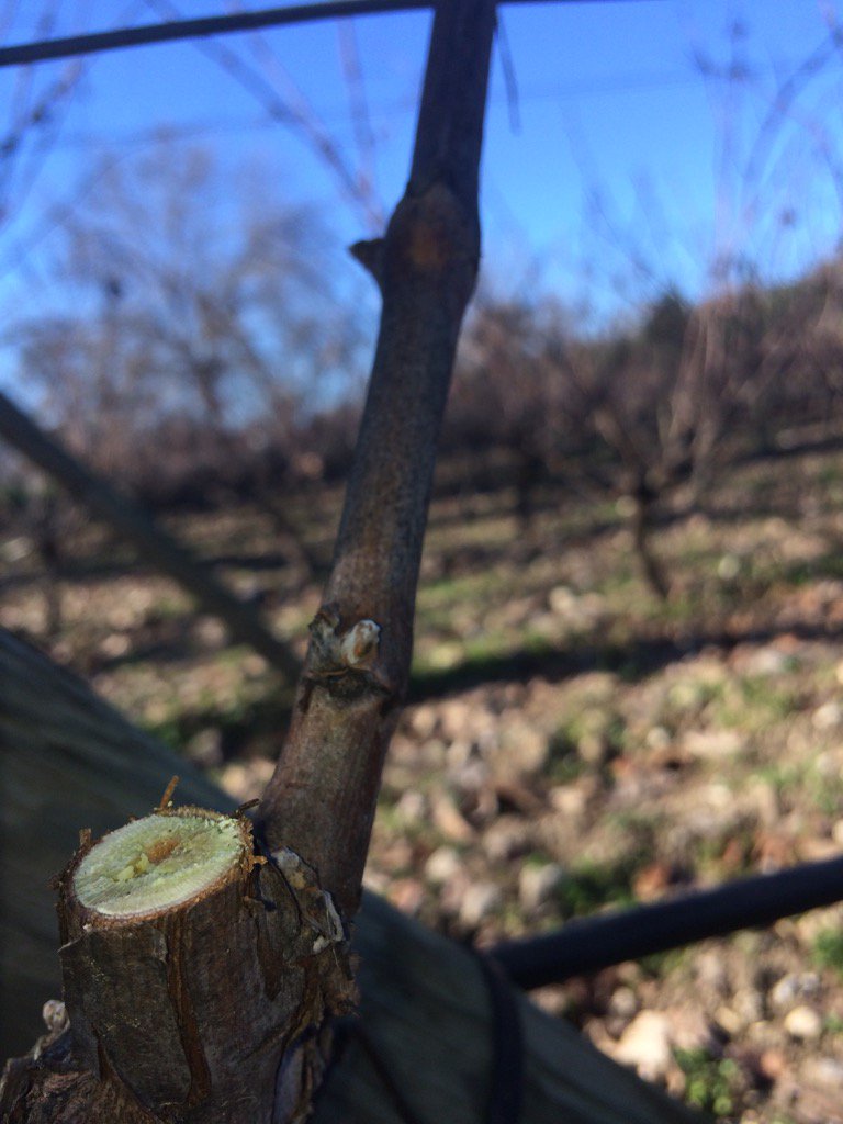 BodegaVetas's tweet photo. Año nuevo, vida nueva. Dejamos la yema y nos vemos en unos 8-9 meses...
#poda #DoubleGuyot #naturaleza #arriate https://t.co/XHGU7l0U7a