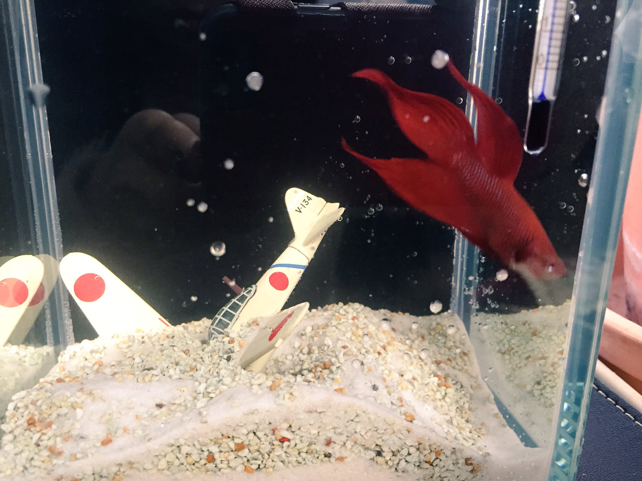 八郎 水槽その1 零戦沈んでいる