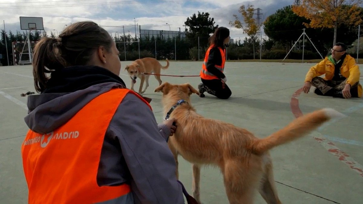Súmate al voluntariado con animales. Este fin de semana jornada de puertas abiertas en <a href="/cpamadridsalud/">Centro de Protección Animal</a> #SanAntón2017 bit.ly/2i9GKAC