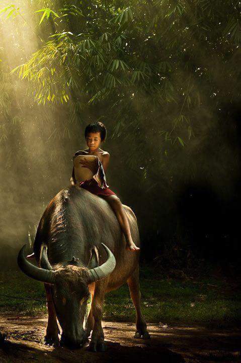 Vimala Bhikkhu (@vimala71682761) on Twitter photo 