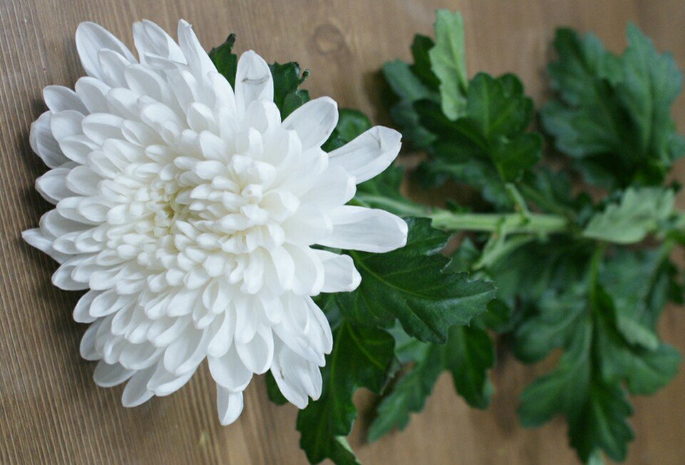 ojinro's tweet image. 정원스님 극락왕생하소서!