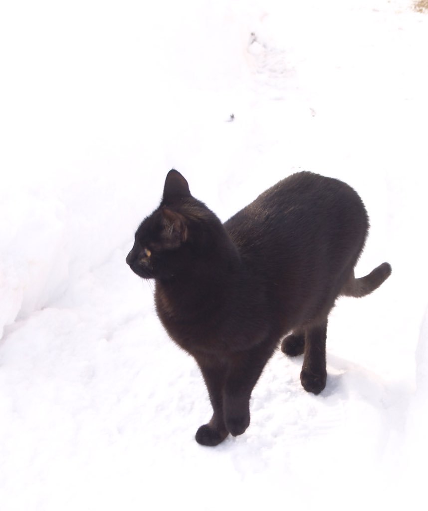 LesterMcNumplet's tweet photo. Always keep one paw in the air to stay warm.
#CatsOfTwitter
#KittyTips https://t.co/R2KP0oQXvX