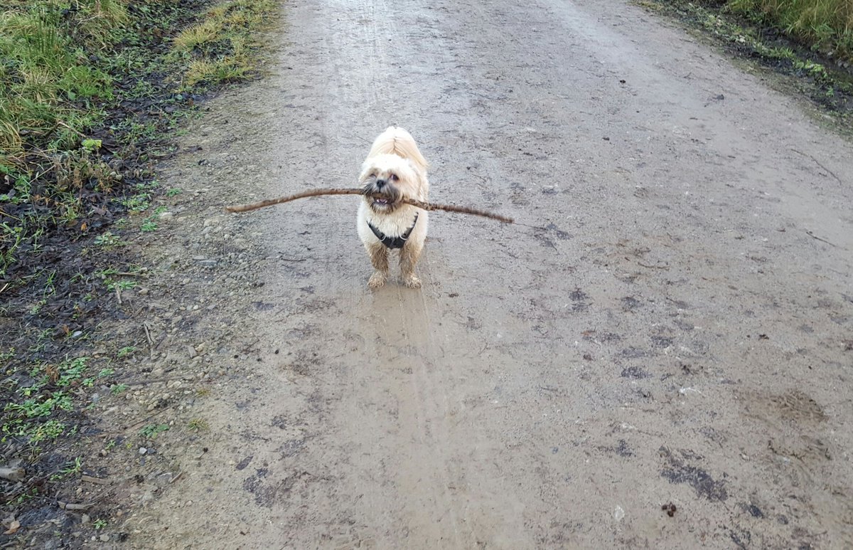 Charliepawz's tweet photo. Enjoying a moors walk and plenty of muck. #ilovedirt
Check out my big stick.
#muddypawz
#welliesofmud https://t.co/nqdgikzvJy