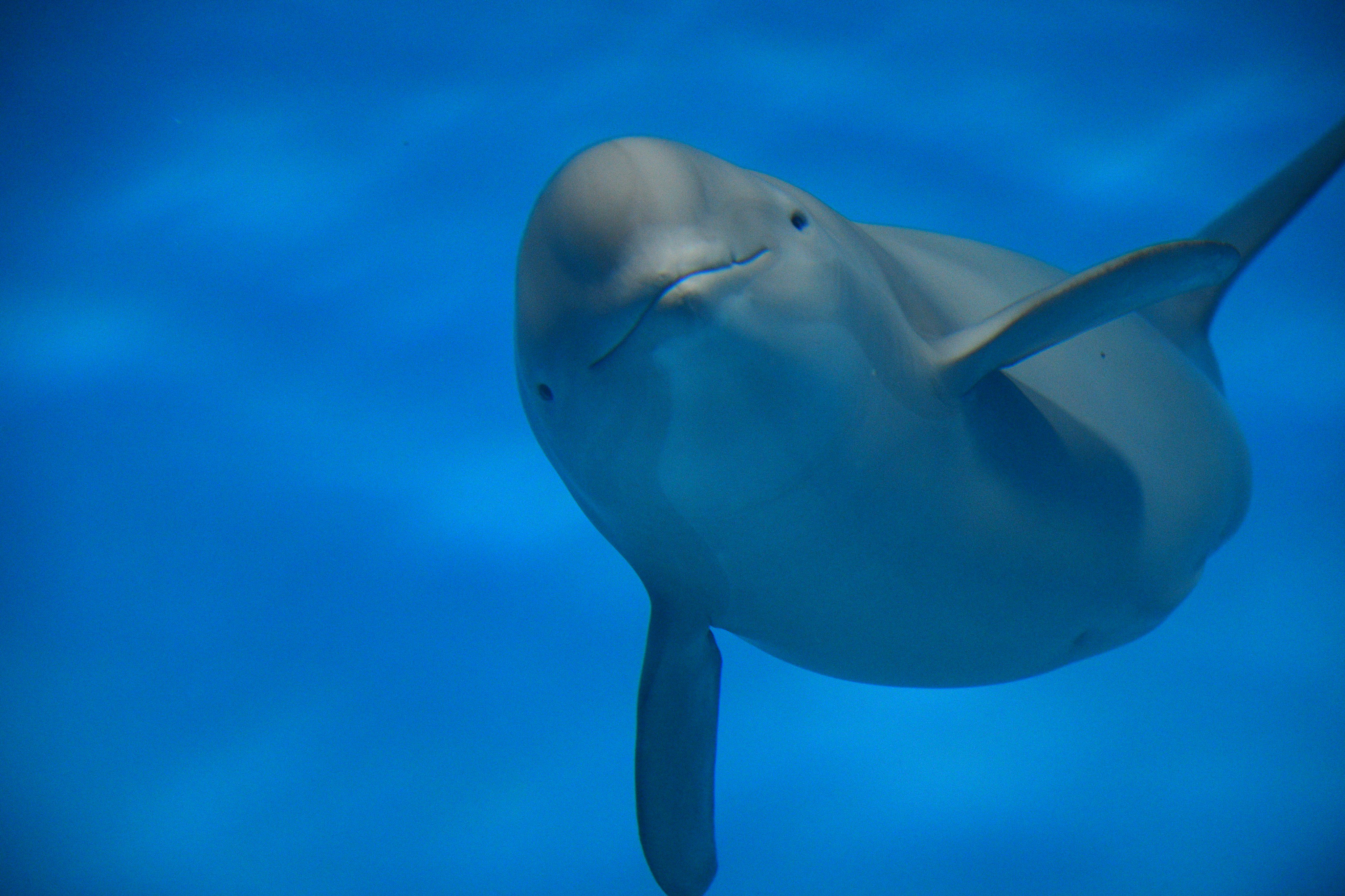 Art55 スナメリ 宮島水族館のスナメリ様はカメラを向けると 目の前まで来てくれて 最終的にガラスに頭をくっつけてくれます Coregraphy Photography 写真好きな人と繋がりたい 写真撮ってる人と繋がりたい ファインダー越しの私の世界 宮島 宮島