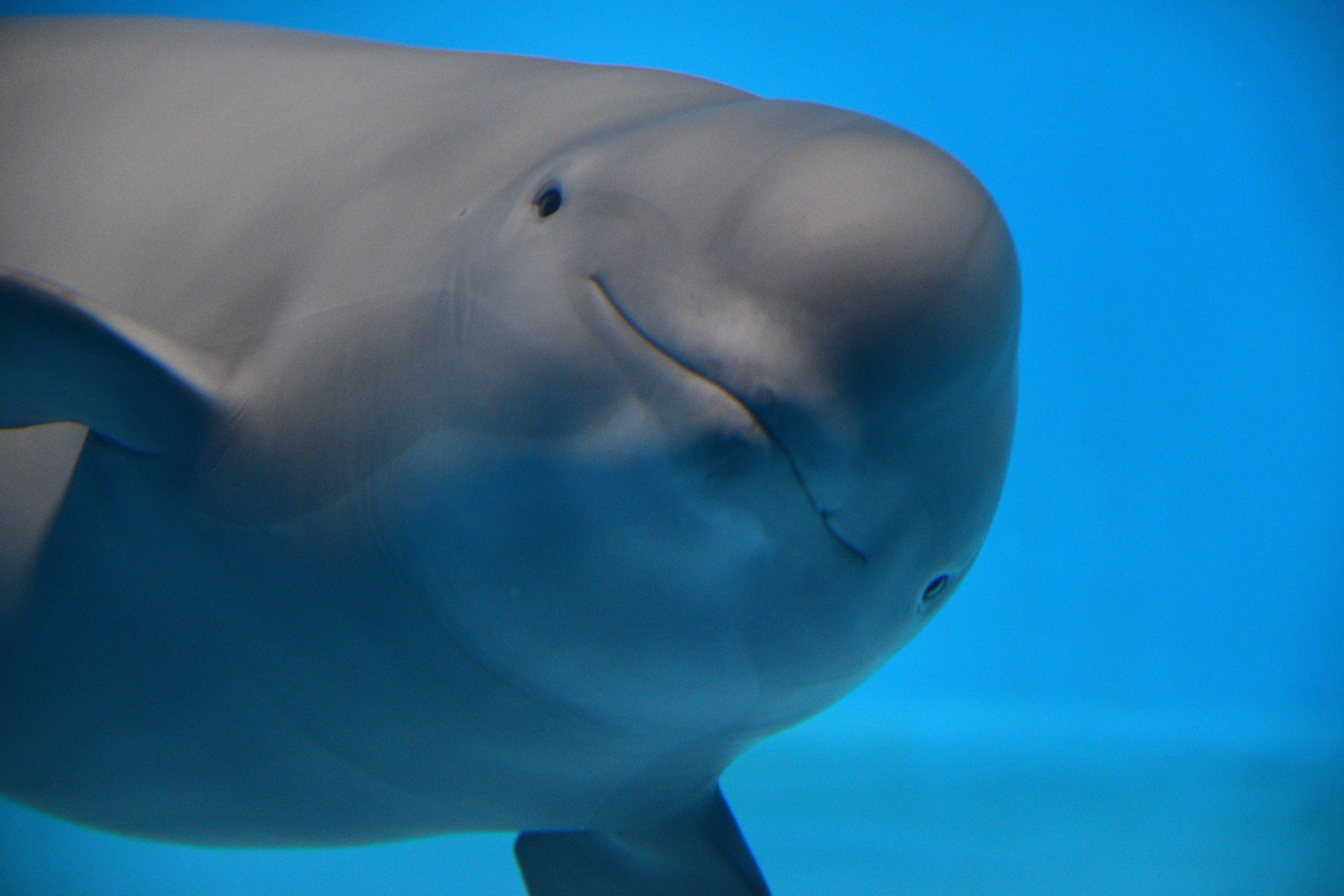 Art55 スナメリ 宮島水族館のスナメリ様はカメラを向けると 目の前まで来てくれて 最終的にガラスに頭をくっつけてくれます Coregraphy Photography 写真好きな人と繋がりたい 写真撮ってる人と繋がりたい ファインダー越しの私の世界 宮島 宮島