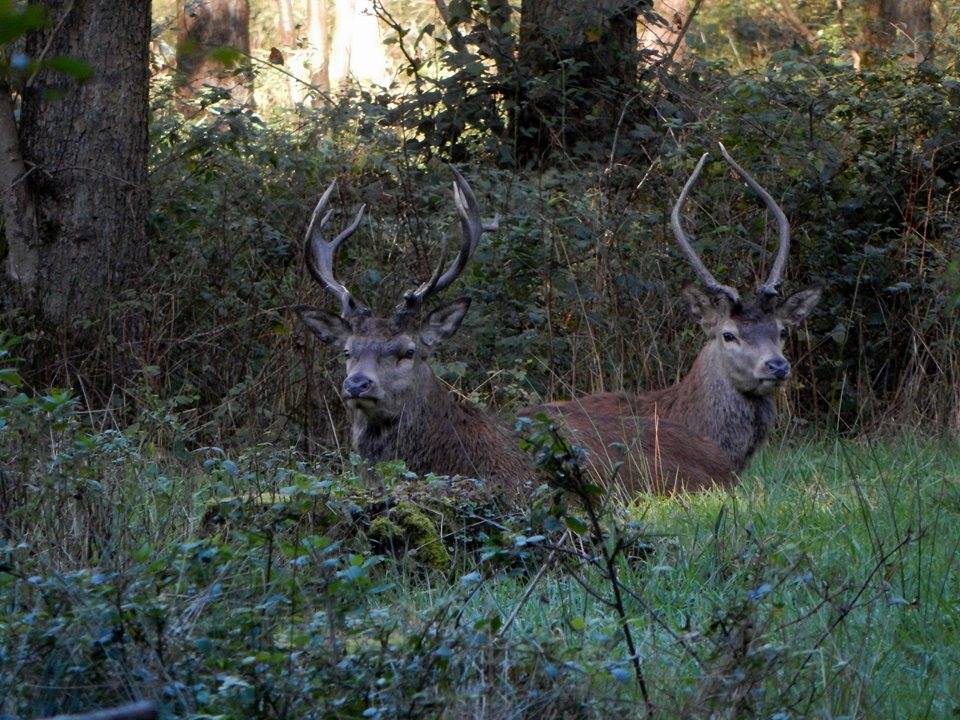 Wir wünschen euch einen tollen Start in die Woche! #Montag #Wochenstart #Tiergarten #Raesfeld