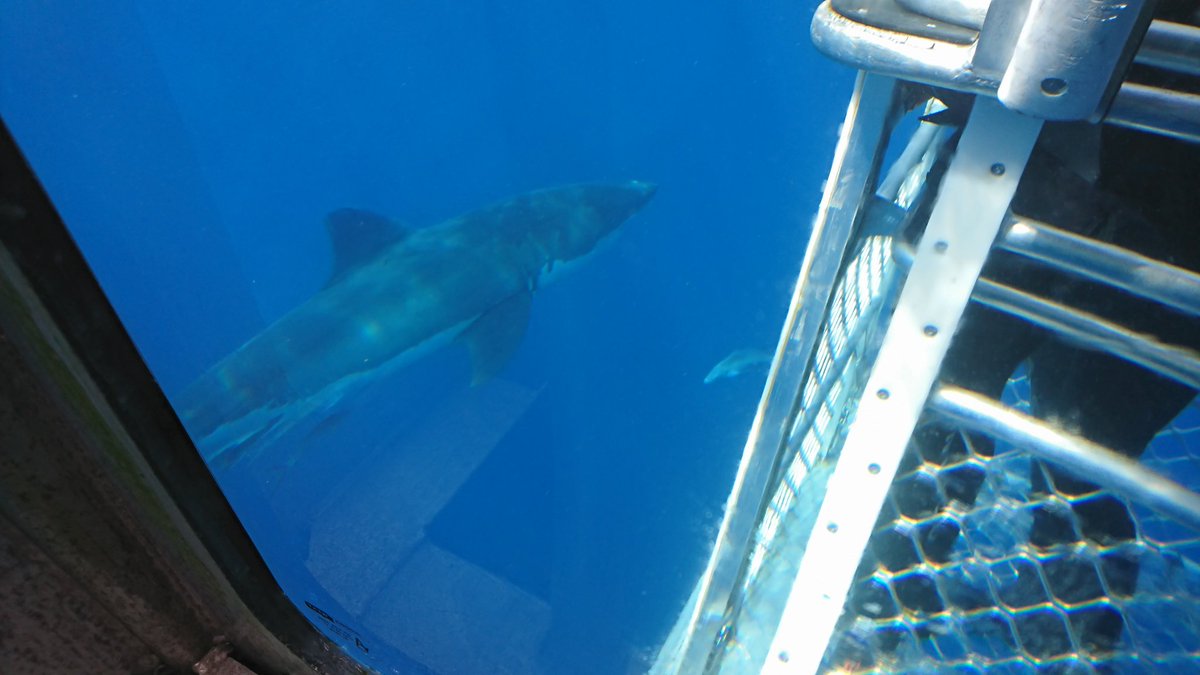 Chriswithac82's tweet photo. #sharkdive #sharkwarrior this was amazing https://t.co/RY2lzE6mWl