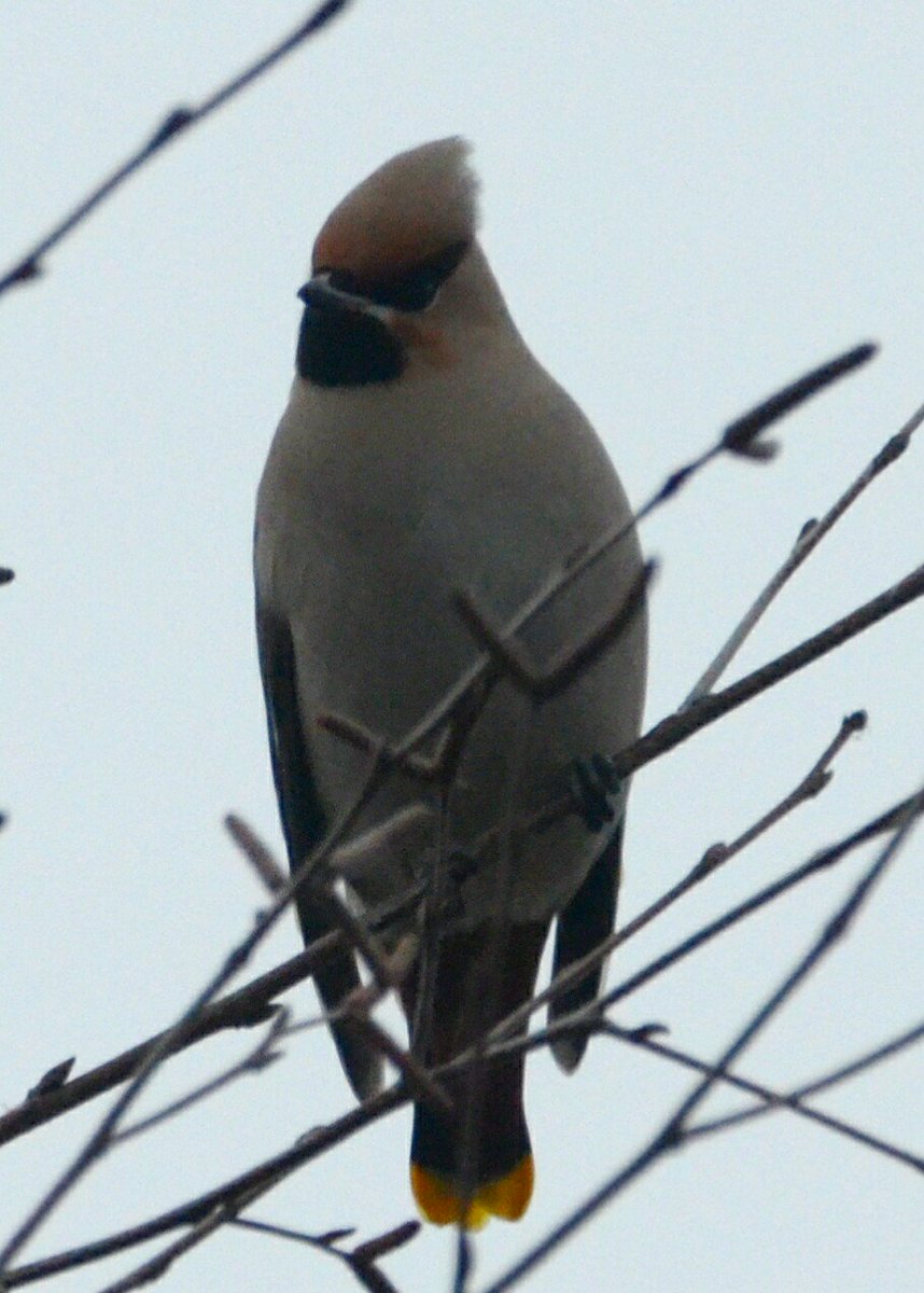 minneyb2k's tweet photo. 18 Waxwing with @chrisbales4 at back of Co-op, Bradwell. 8.30 am today, not seen when I went back at lunchtime tho https://t.co/QIl6OjO62n