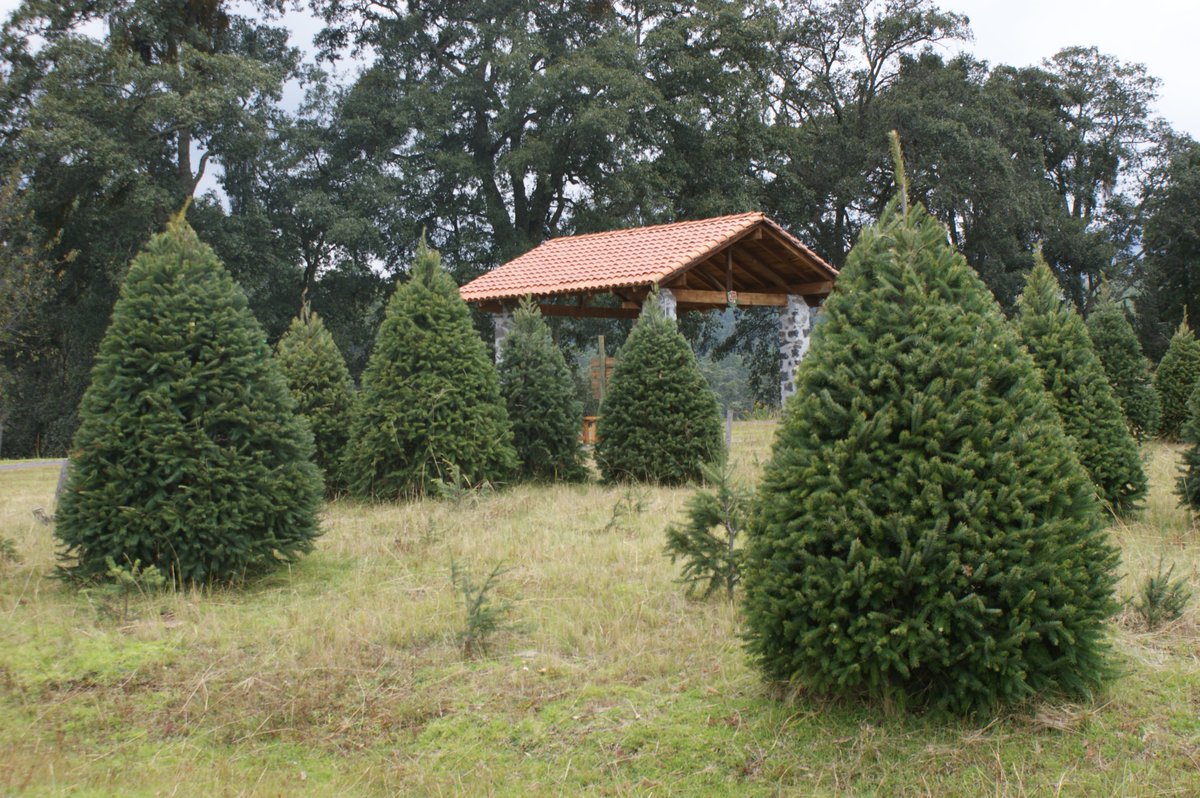 ¡Convive con la naturaleza!

#FinesDeSemana #ParqueNatural #Alpinia #Puebla #México