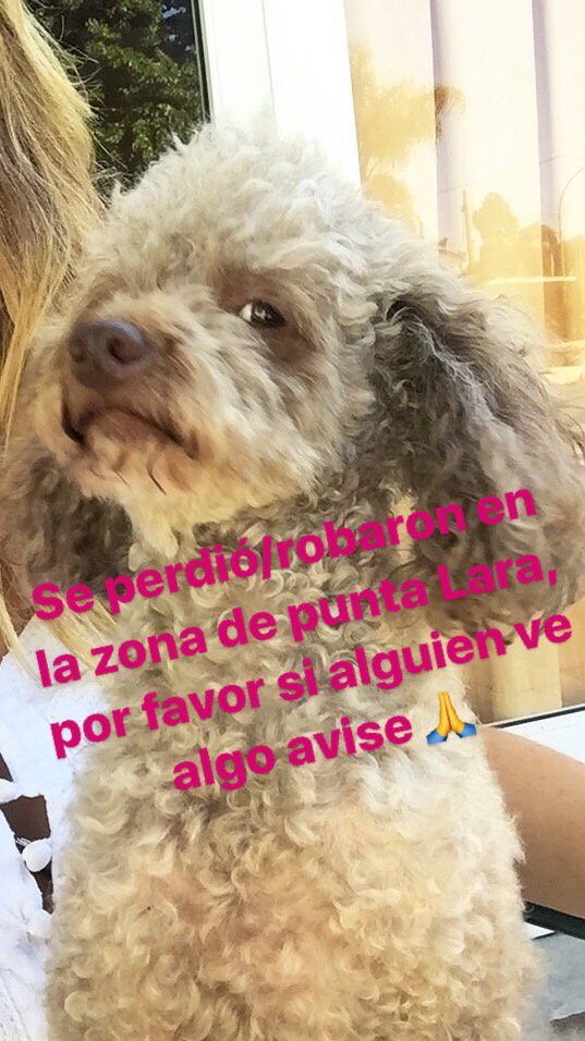 antoamoretti's tweet photo. POR FAVOR DIFUNDIR 🙏 se perdio en la zona de Punta Lara, es una caniche chiquita color marrón clarito y responde al nombre Tina. https://t.co/EDNNIdIET7