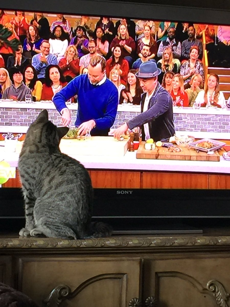 heyphonelady's tweet photo. @thechew... even Asher my kitty loves the chew #meowlicious https://t.co/6OC1s1Hnsh