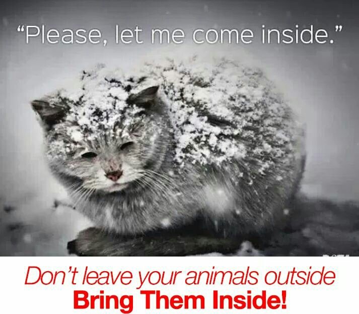 t_jh2009's tweet photo. A reminder that during these cold weather months that most #DomesticatedPets don't know how to cope outside #BringThemInside https://t.co/UqRtErkIiC