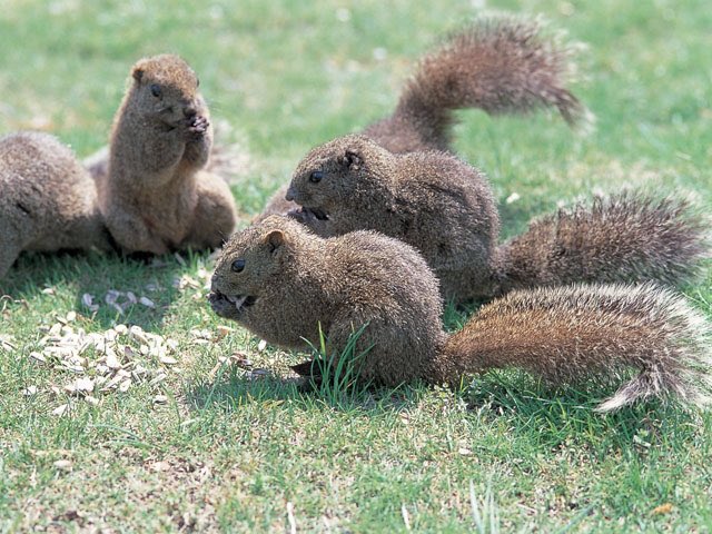 きくと 一つ目がタイワンリス 二つ目ニホンリス ちょっとちょっと感じが違います ちなみに 王子は シマリス タイワンは 町田リス園で ニホンリスは 上野動物園で撮ったものですが て こんな細かいとこ求められてないですよね 恐らく 笑