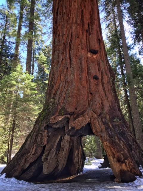Nbc News On Twitter The Pioneer Cabin Tree Which Is Famous For