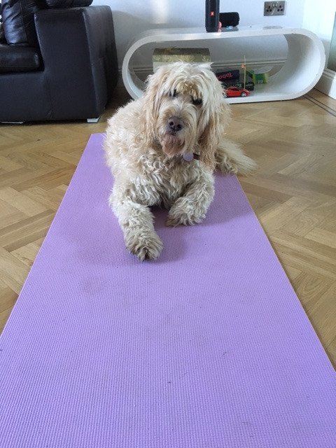 StratumC's tweet photo. Happy Monday...Elsie the #StratumC #dog made us laugh when she took up residence on the #yoga mat & obliged us with a downward facing dog!! https://t.co/yLUROfYVgG