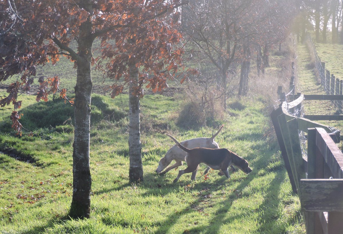 Tankardstown's tweet photo. On the scent for somewhere good to dine, stay or hold a hunt ball!!  @MeathHunt passing near @Tankardstown  wonderful spectacle #countrylife https://t.co/pXiSGE5cZW