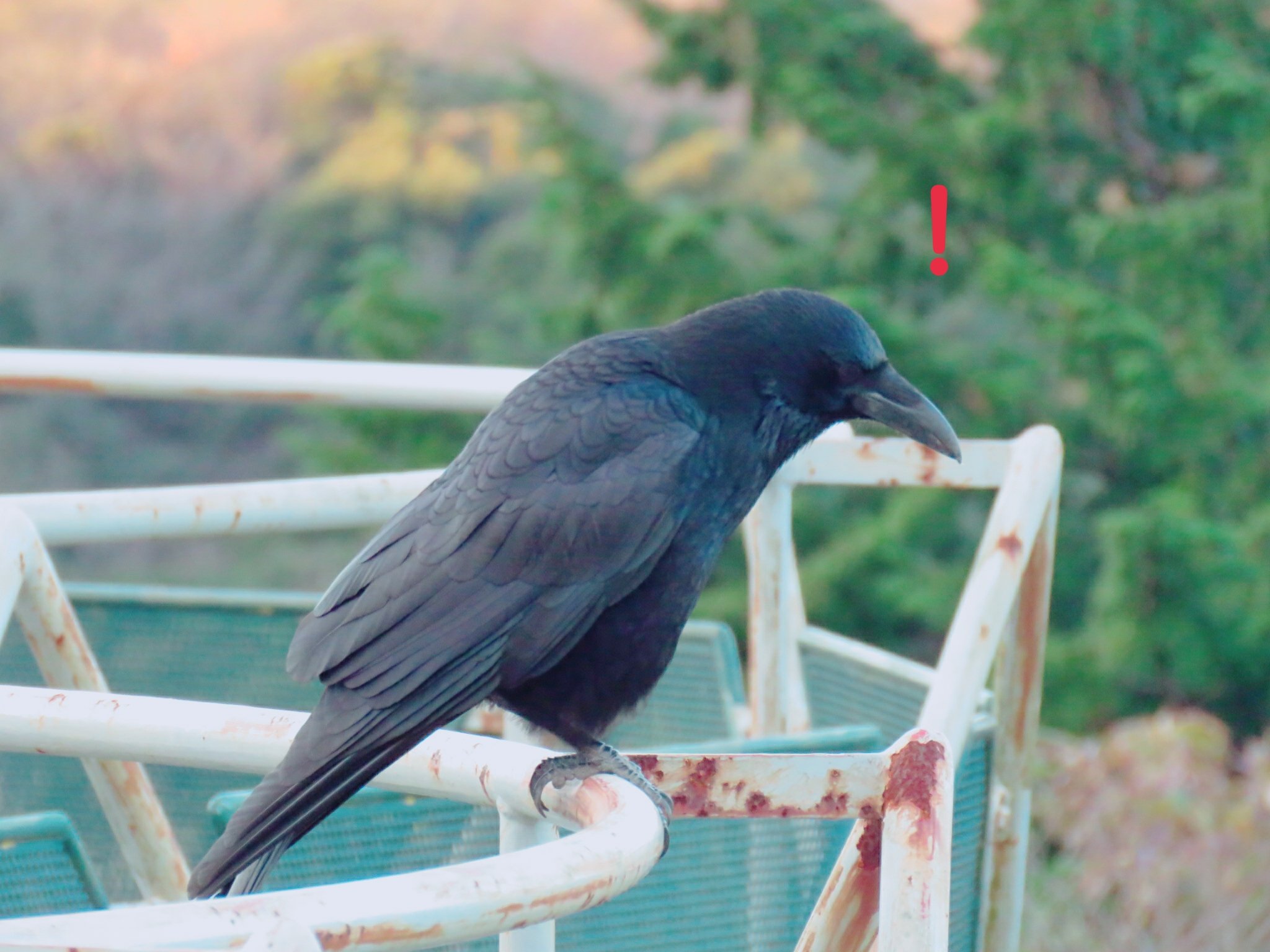 カラス愛好 Corvus Aikou Twitter