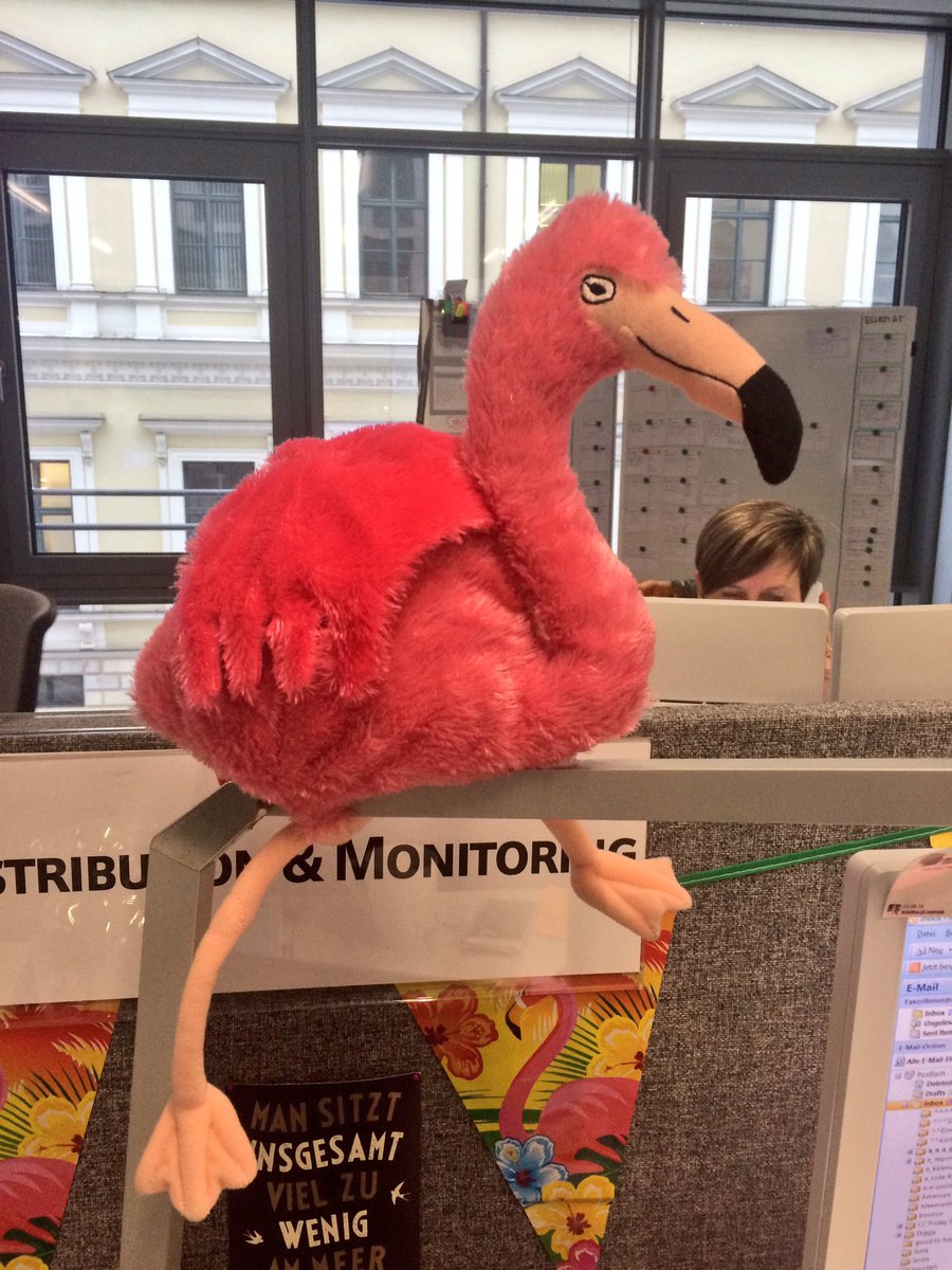 KristinaSedmak's tweet image. Welcome Giovanni to Flamingo Island :) #newsdesk #flamingofun