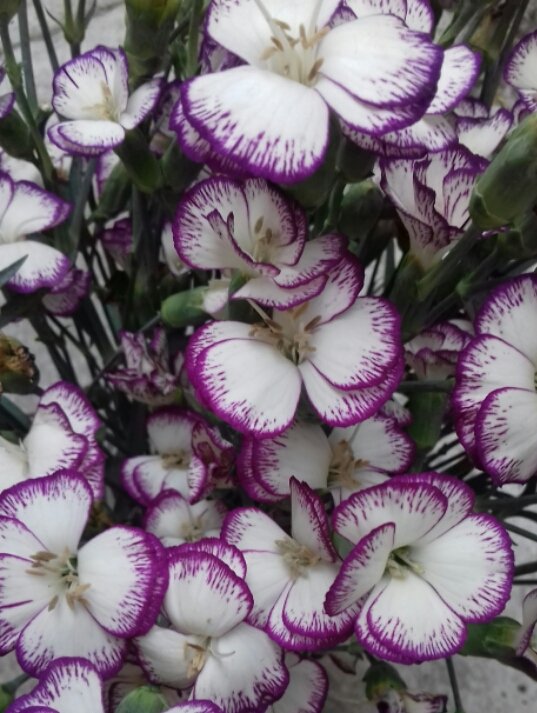 AngelaParedesO's tweet image. #FelizLunes @elenaarcila @briget24 @HeidyJM @Lizzysa @mireyavazquez @astridcomet @SuperYadd @Natleno @mafesaro @Ginaalfeiran @Margarissima