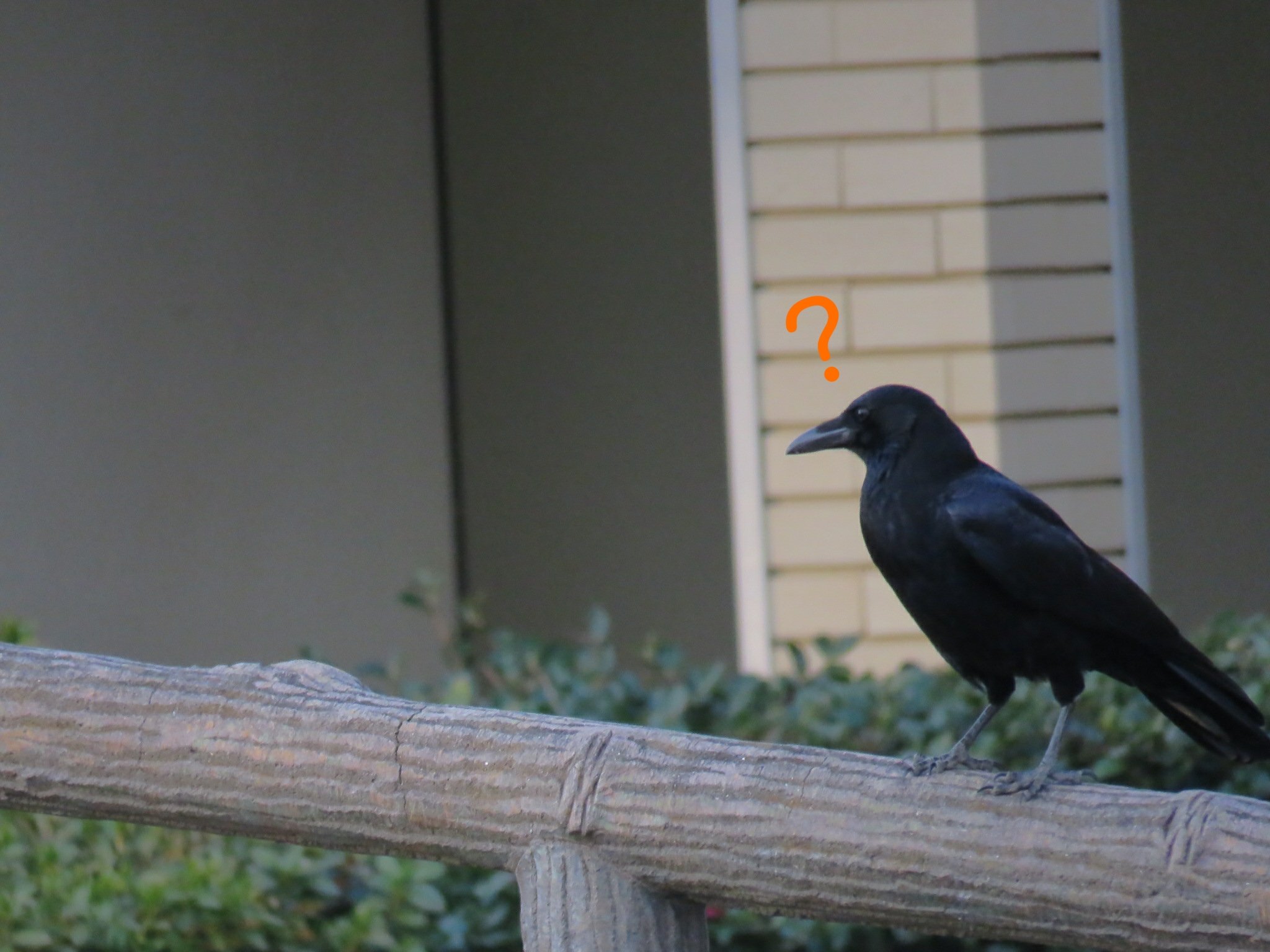 カラス愛好 Corvus Aikou Twitter