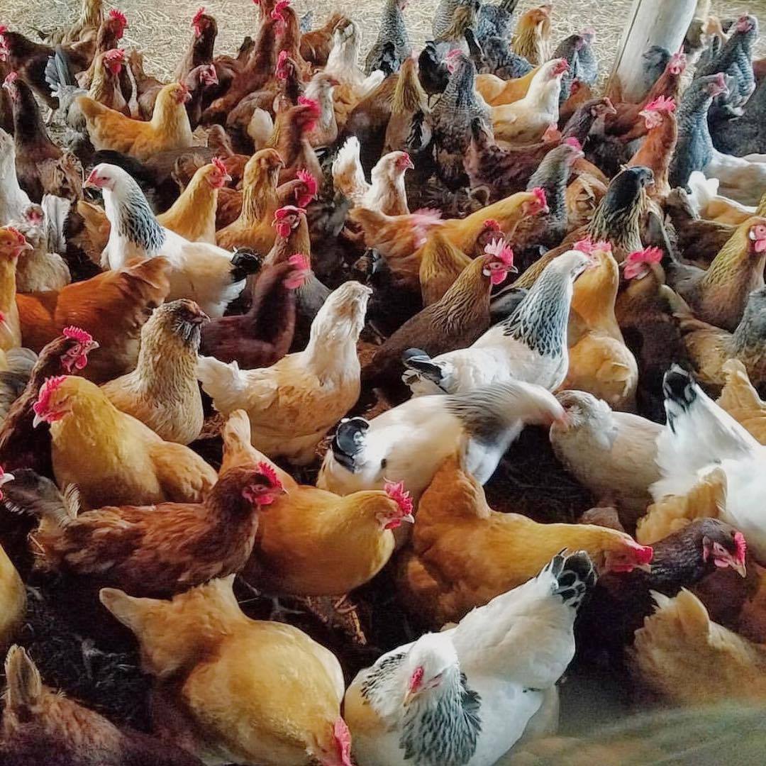 Our happy egg providers for our doughnuts on our happy farm La Ferme des Anes on Whidbey Island! instagram.com/p/BOqrgq8jbY9