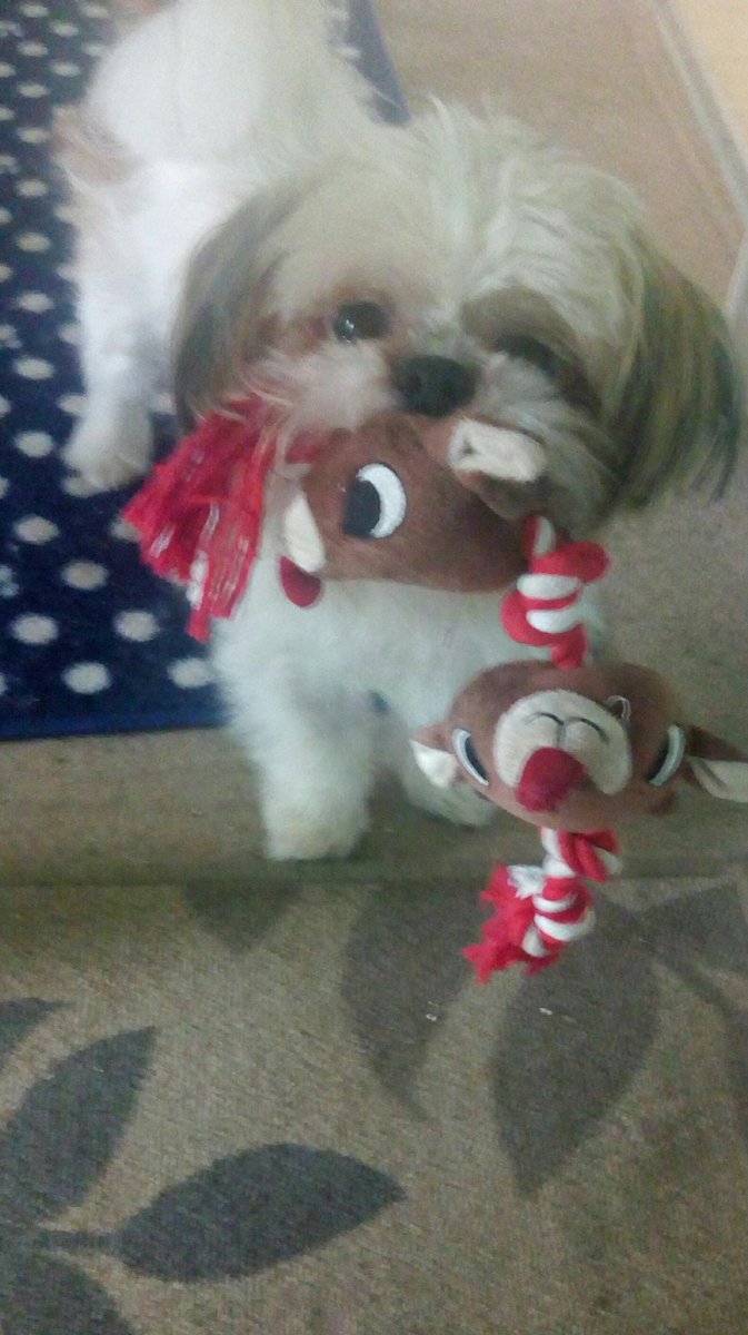 natalievaness15's tweet photo. Playtime! #dogsoftwitter #alwaysplaytime https://t.co/Rj51Ir0D5g