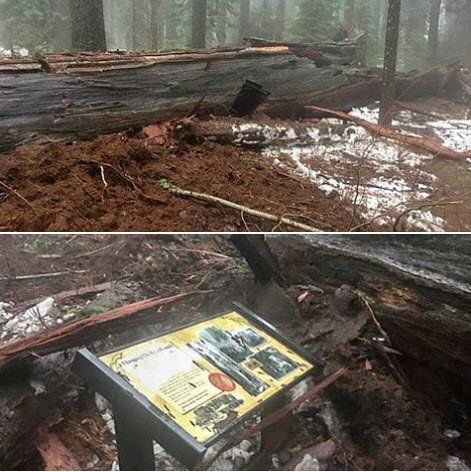 Storm Topples Giant Sequoia Norcal Nicknamed Pioneer Cabin Tunnel