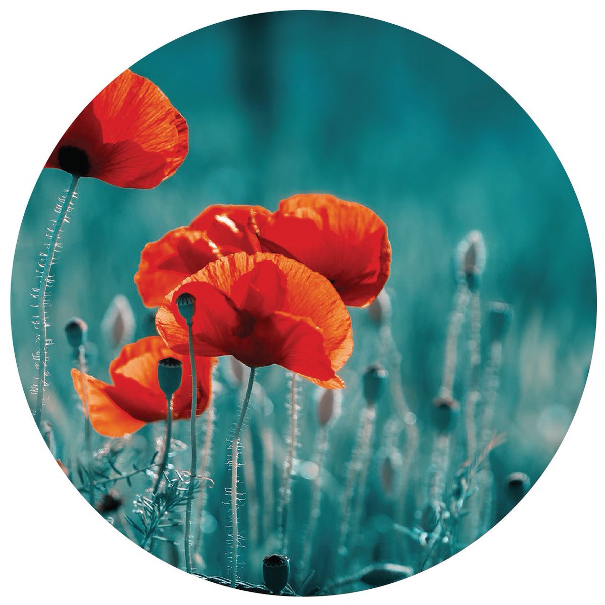 Dispersion PR tweet media