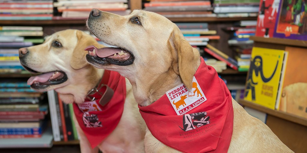 perrosyletras's tweet image. Conoce a nuestros #perros. Te presentamos a nuestras estrella caninas perrosyletras.com/nuestros-perros #TerapiaAsistida
