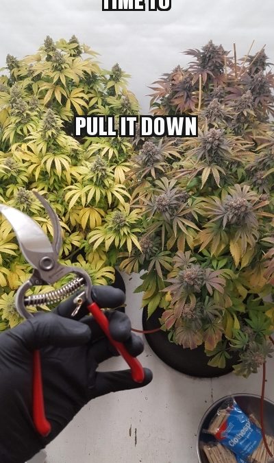 DudeGrows's tweet photo. AaronfromOregon bought ready to take er down #realdgc #grower #harvest #trimmin https://t.co/TEQbkxdGmS