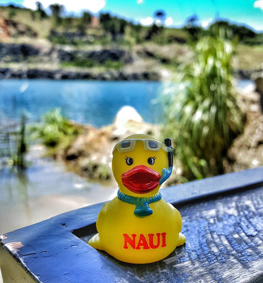 NAUIWorldwide's tweet photo. 2017 Contest: The #NAUIDuck is one of the most iconic figures of #NAUI. Showcase it in photos/videos to WIN BIG! Email Marketing@naui.org https://t.co/gsuiBa6Byq