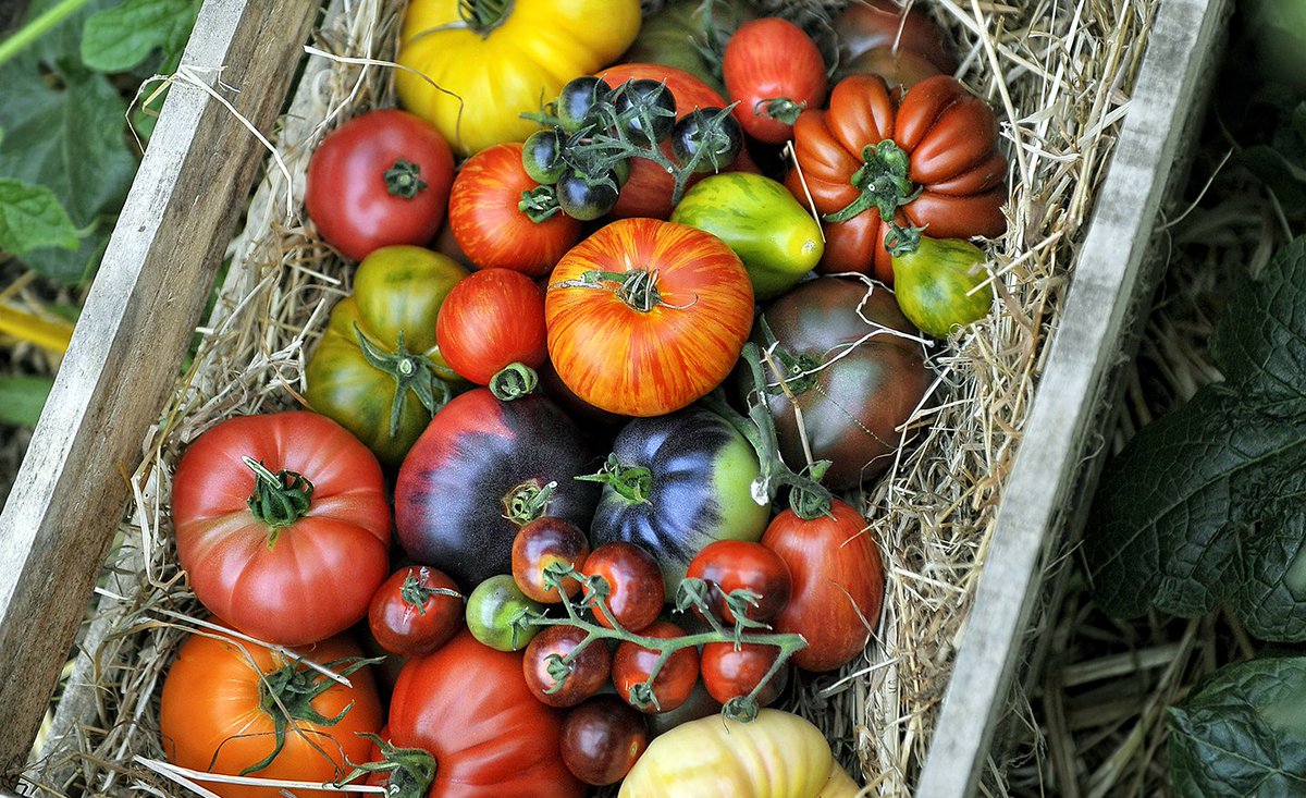 Of dit tomaten zijn? Jawel hoor! En wat zijn ze lekker... :) #moestuin #tuinieren #tomaten #tomaat 
angelodorny.be/buitengewone-t…