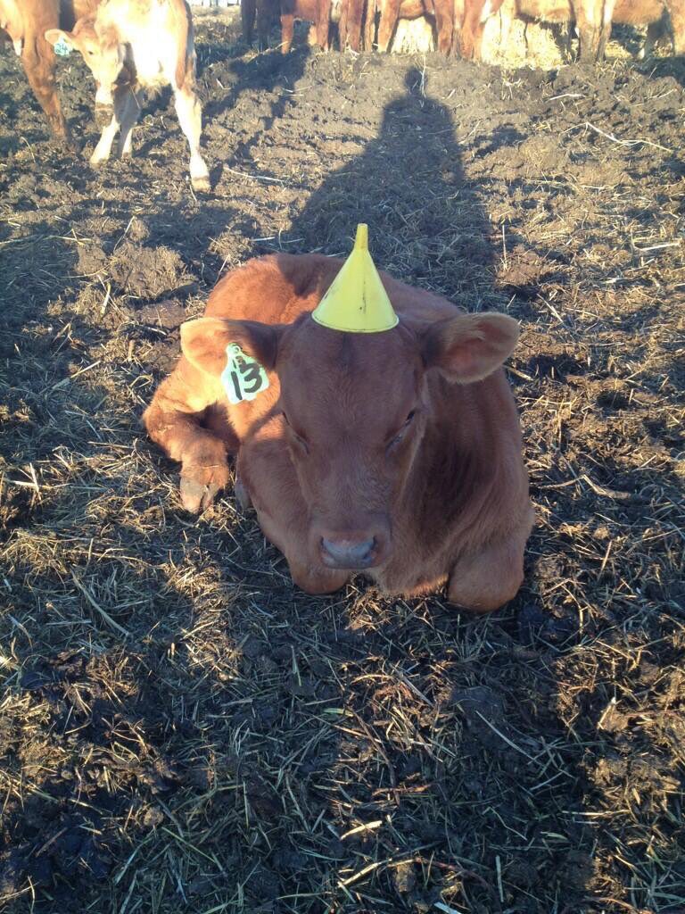 Stuffonmycows's tweet photo. #funnel #stuffonmycows https://t.co/AXCslQeZjy