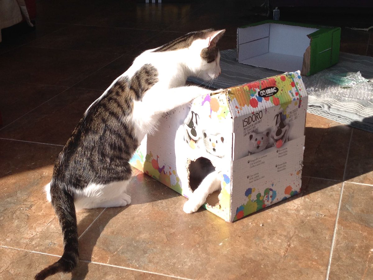DDandIwi's tweet photo. @LesterMcNumplet or one out for freshness
#CatsOfTwitter
#kittyTips https://t.co/SVnGIZzxai