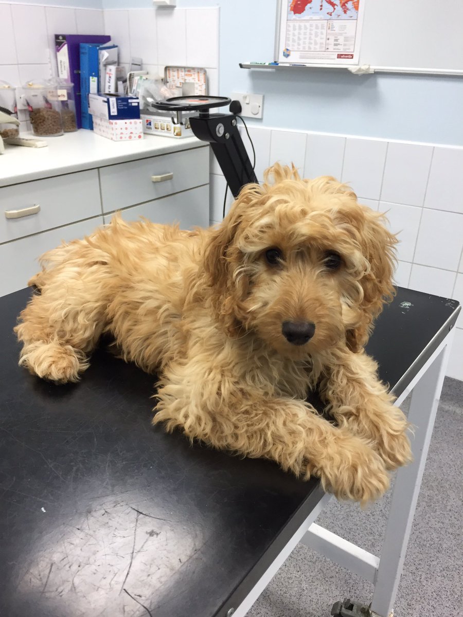 lillyapoo's tweet image. I was at the vets again today, I have a sore ear.  Hopefully the cream they gave my human to give me will get it fixed. #cockapoo #poorpuppy