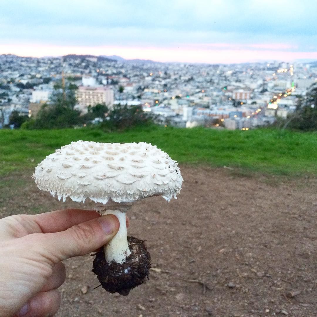MycoWorksInc's tweet photo. Two of our favorite things: a beautiful #mushroom and #SanFrancisco. #raindance #cityhikes #urbansplendor #shaggyparasol https://t.co/2ah3cNhqri