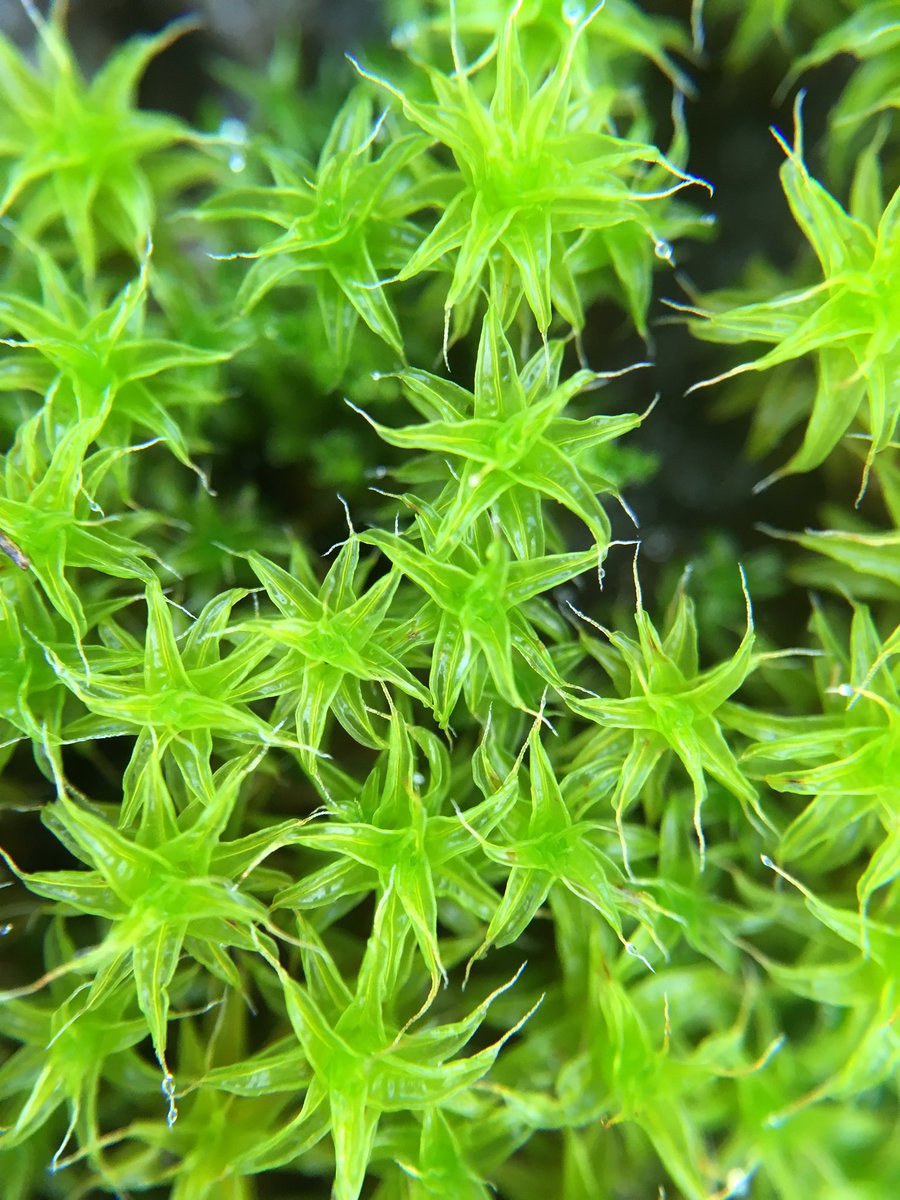 EcoBraine's tweet photo. Heathland mosses are looking brilliant after the recent wet weather @drmgoeswild @sugigoke @mossworld @sambbryo #MScSISS https://t.co/0xE8511iDD