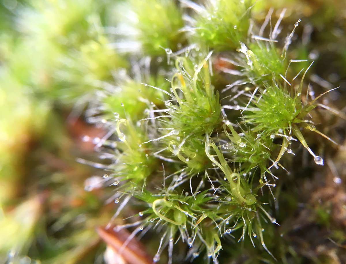 EcoBraine's tweet photo. Heathland mosses are looking brilliant after the recent wet weather @drmgoeswild @sugigoke @mossworld @sambbryo #MScSISS https://t.co/0xE8511iDD