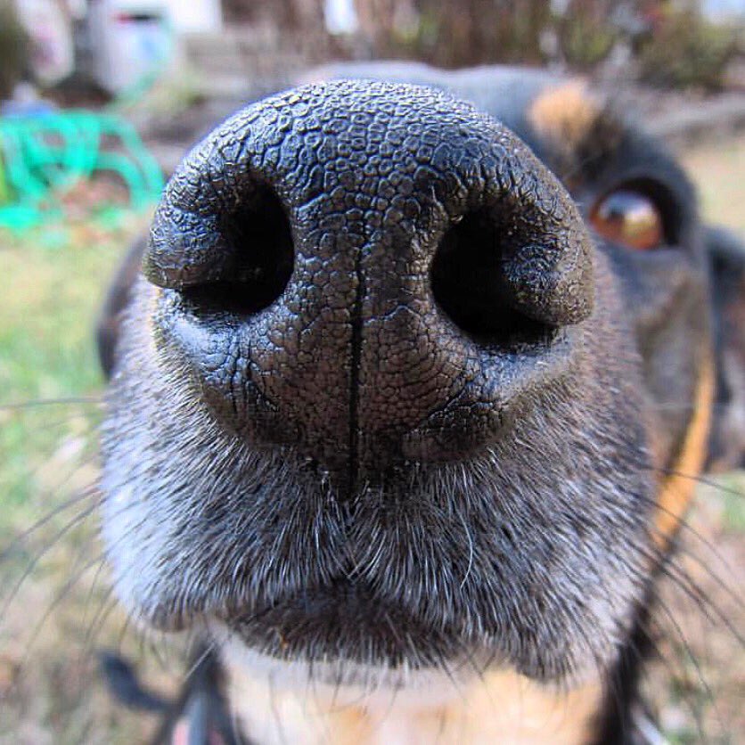 Boop 👆
📷: @pennyspawz
🐶: Jack Russell Terrier | Collie mix
#boopmynose

instagram.com/p/BNpNg1bDYEl/