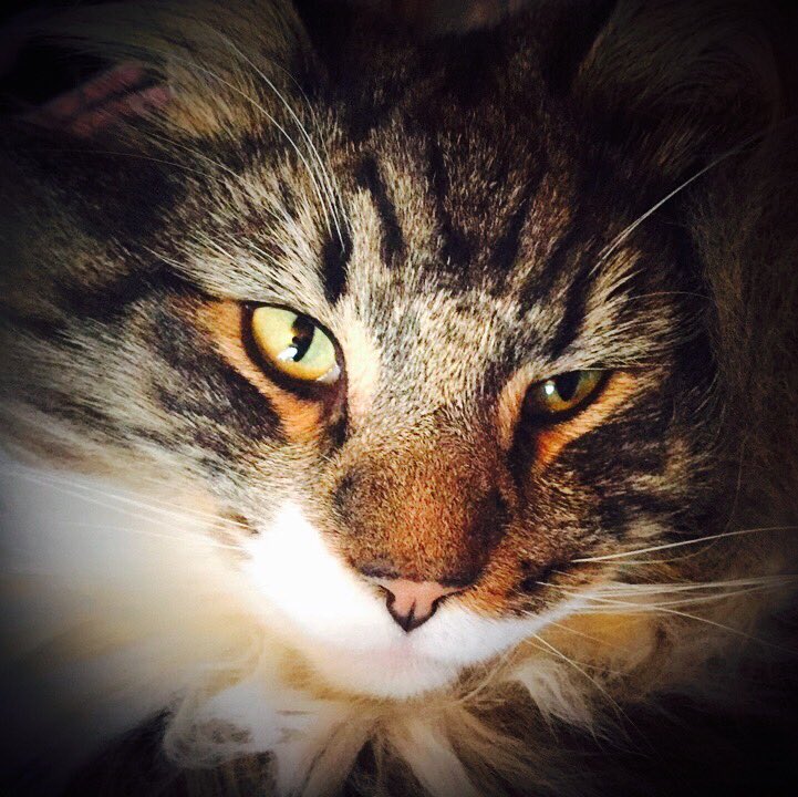MarteAnne's tweet photo. My mothers cat #cat #norwegiancat #pets #animals https://t.co/fhaIhct67S