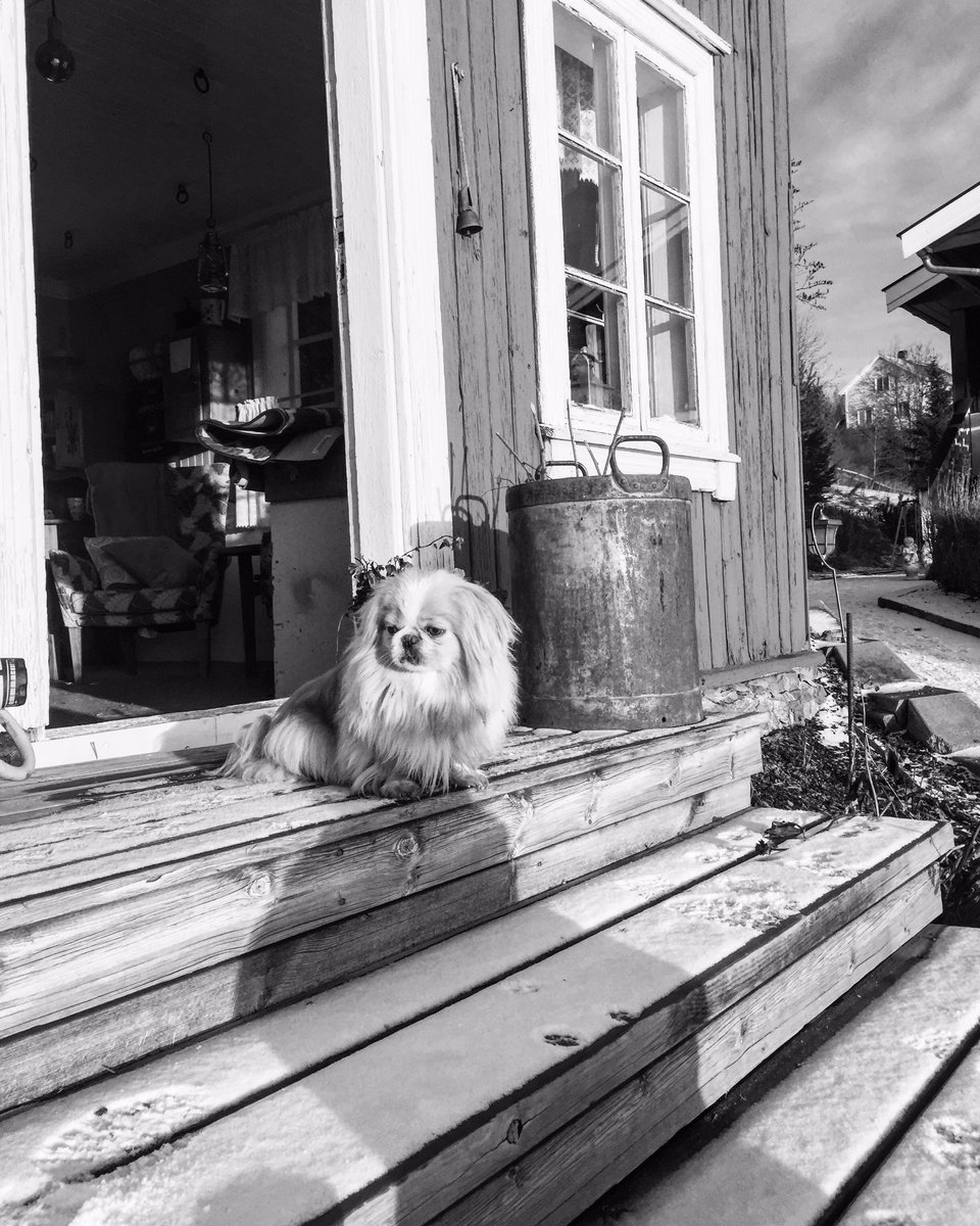 MarteAnne's tweet photo. #home #oldhouse #goat  #dog #norway https://t.co/CIqG4OuKLW
