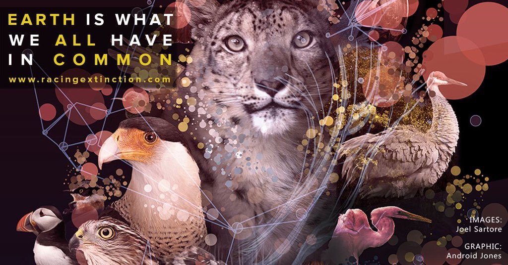 RacingXtinction's tweet photo. What you buy affects animals all over the world. Here’s how: https://t.co/yNCN8J1aaA https://t.co/vqcsVHi7Xa