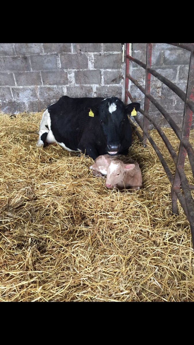 MaroonRover's tweet photo. Get a couple of reds every year @Cullcows These make it to my suckler herd #RightColour 😊 https://t.co/ysCgnFK9Ax