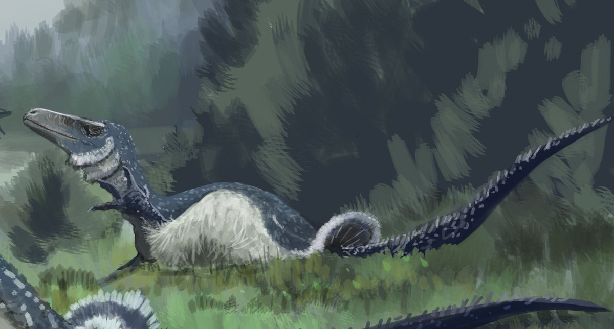MarkWitton's tweet image. WIP Australovenator, referencing compelling fossil evidence that this species enjoyed a good scratch behind the ear. #paleoart #dinosaurs