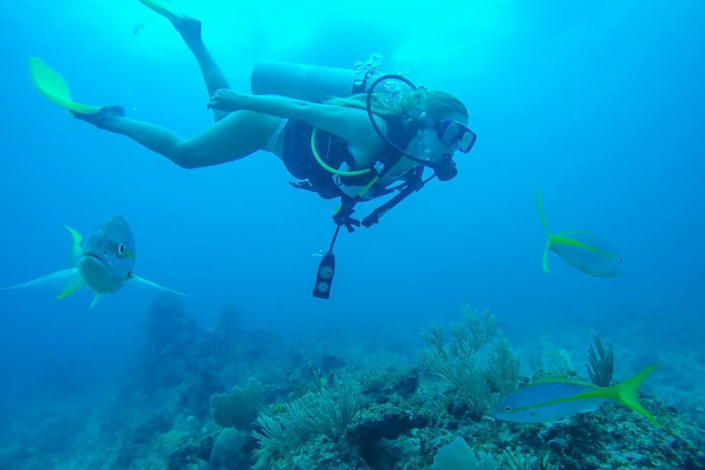 theblondeabroad's tweet photo. There is SO much to see in the crystal clear seas surrounding #Indonesia! My guide to #diving Komodo here: https://t.co/EeHJgTvRbH | @PADI https://t.co/pfgeaLQ818