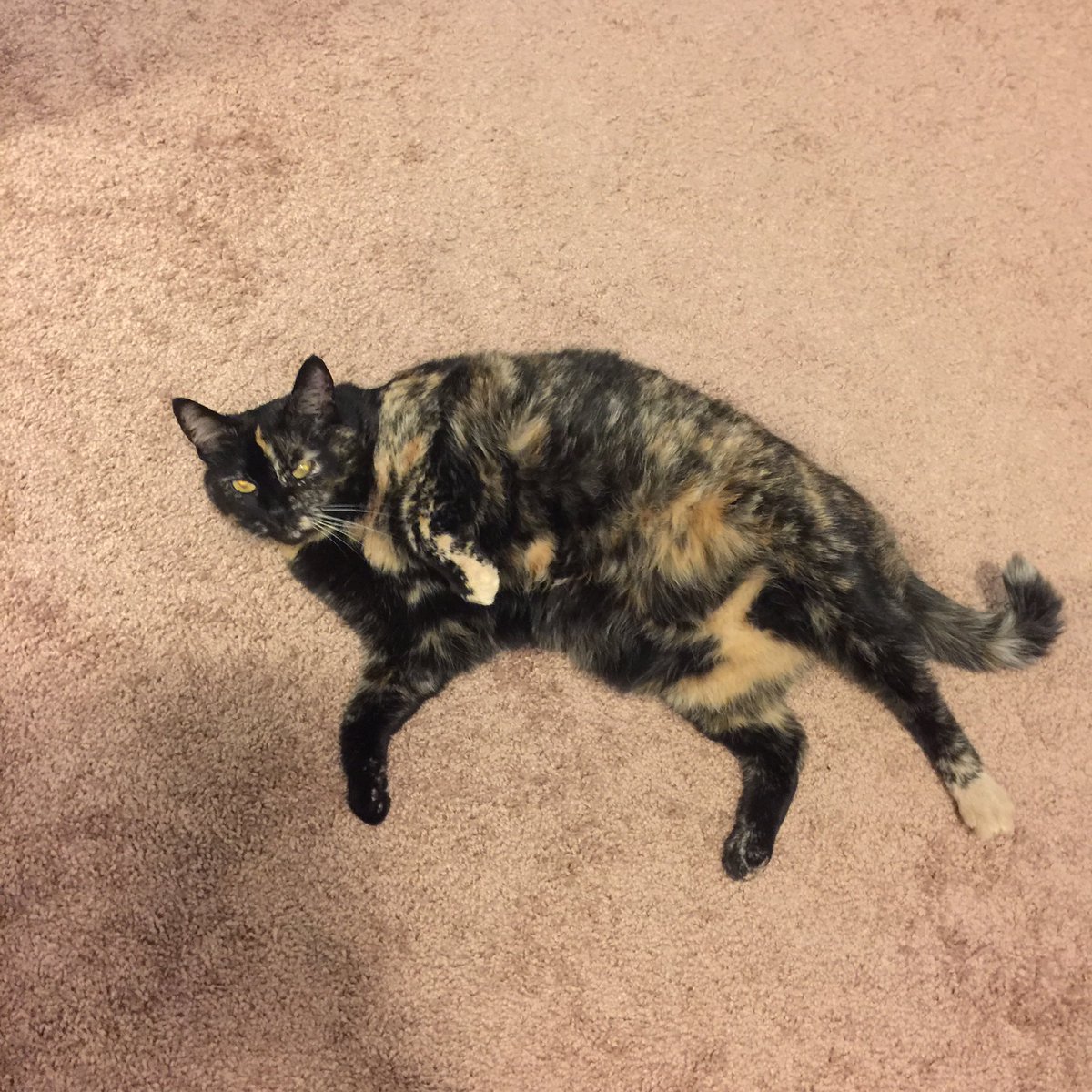 PEIHGEE's tweet photo. She tried 10 times to jump it, finally on one good one she got most of her shoulders through so I grabbed her and pulled her out #trappedcat https://t.co/lSkCS9RQhn